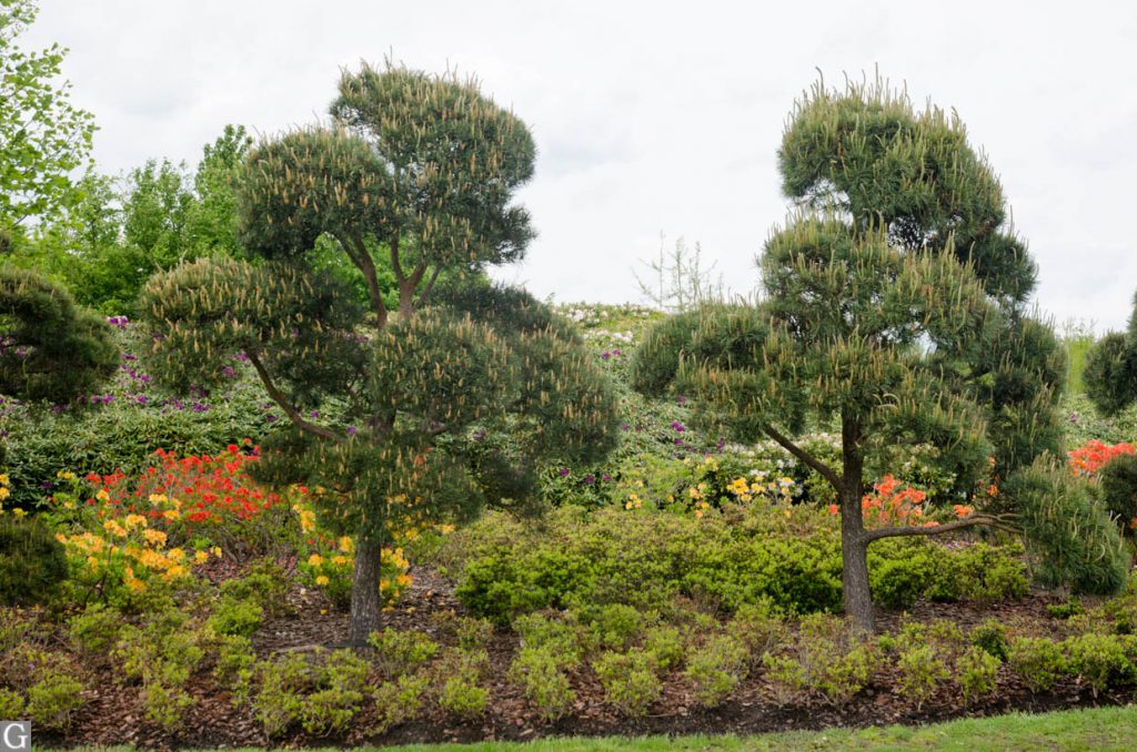 Japanse tuin, Maximapark