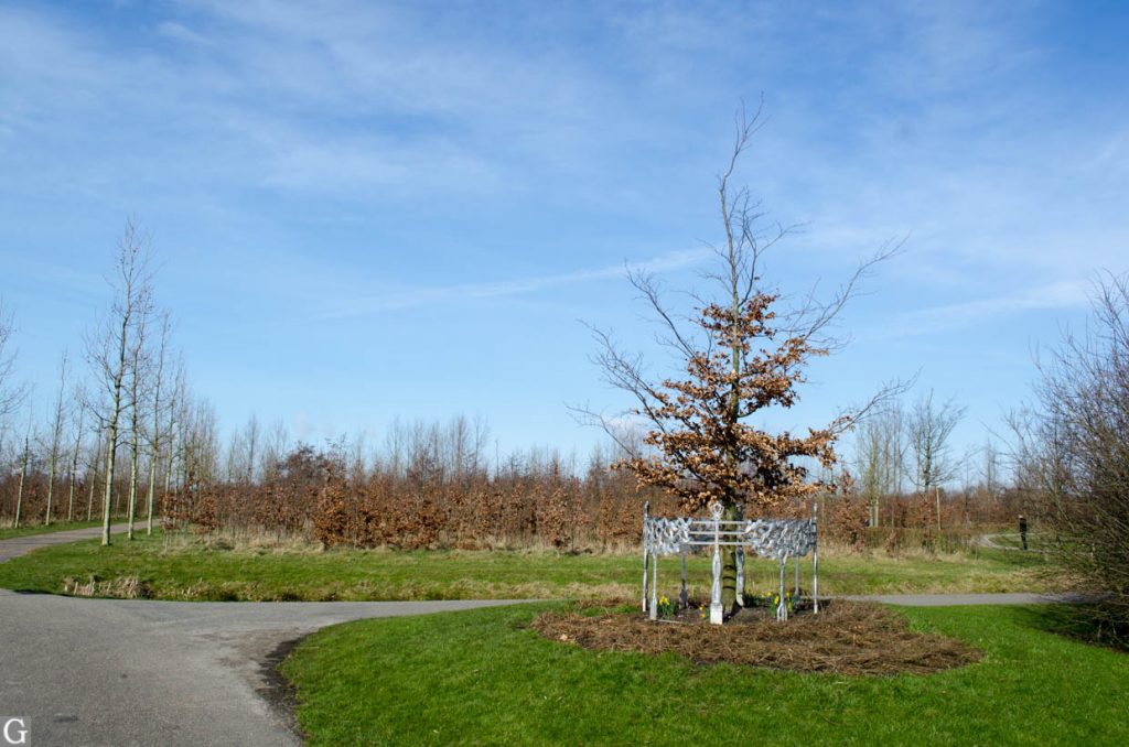 Koningsboom Maximapark