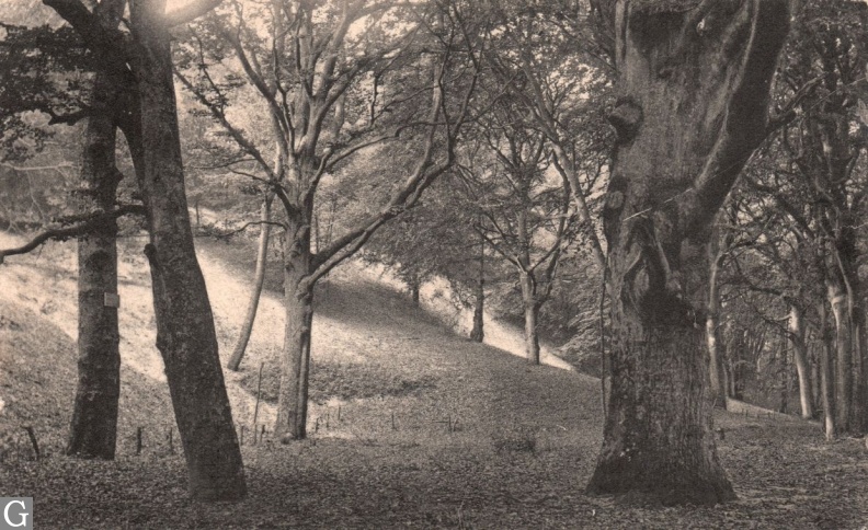 De hooge Beuken aan de voet der Duinen